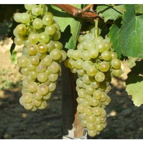 Sauvignon blanc fehérborszőlő
