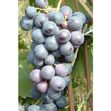 Guzal kara csemegeszőlő