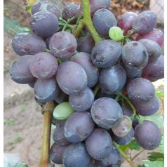 Ruby-King Seedless csemegeszőlő