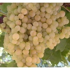 Fehér Szultán csemegeszőlő