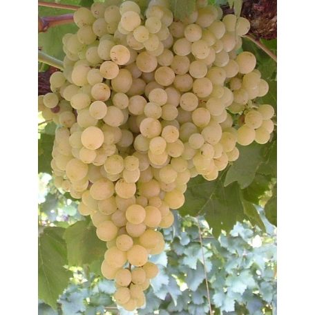 Fehér Szultán csemegeszőlő