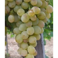 Lilla csemegeszőlő