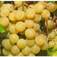 Fanny csemegeszőlő