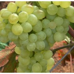 Angéla csemegeszőlő