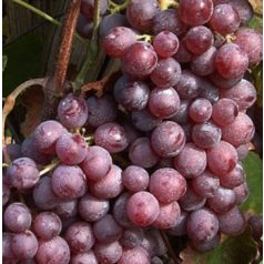 Kinga csemegeszőlő