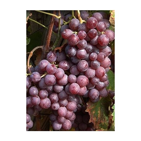 Kinga csemegeszőlő