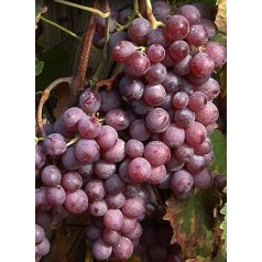 Kinga csemegeszőlő